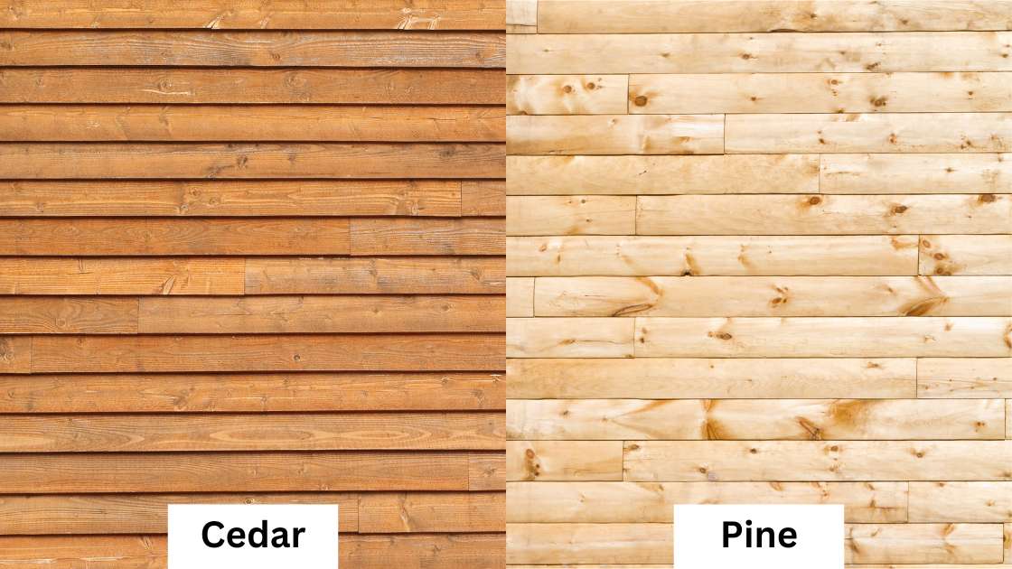 Pine vs Cedar