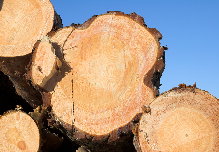 How Tree Trunks Are Cut to Produce Lumber with Different Shapes, Grains,  and Uses